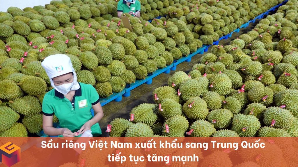 Sầu riêng việt nam 